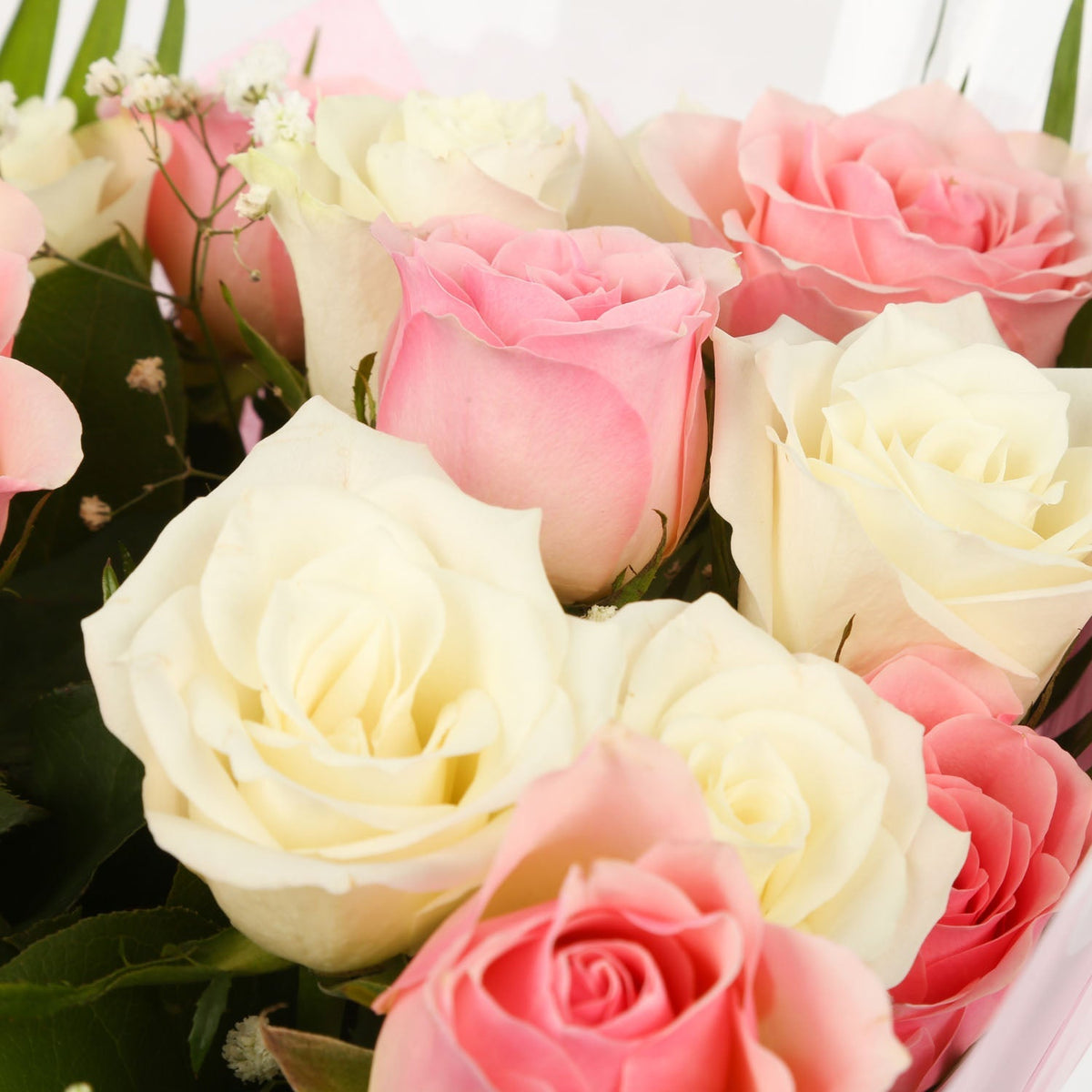 20 Sweet Pink & White Roses